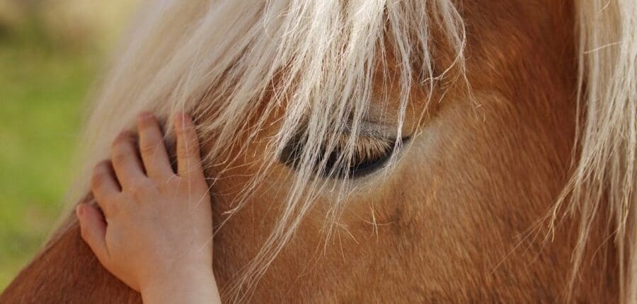 Integrated Systems Engineering and Horses 900x601 1